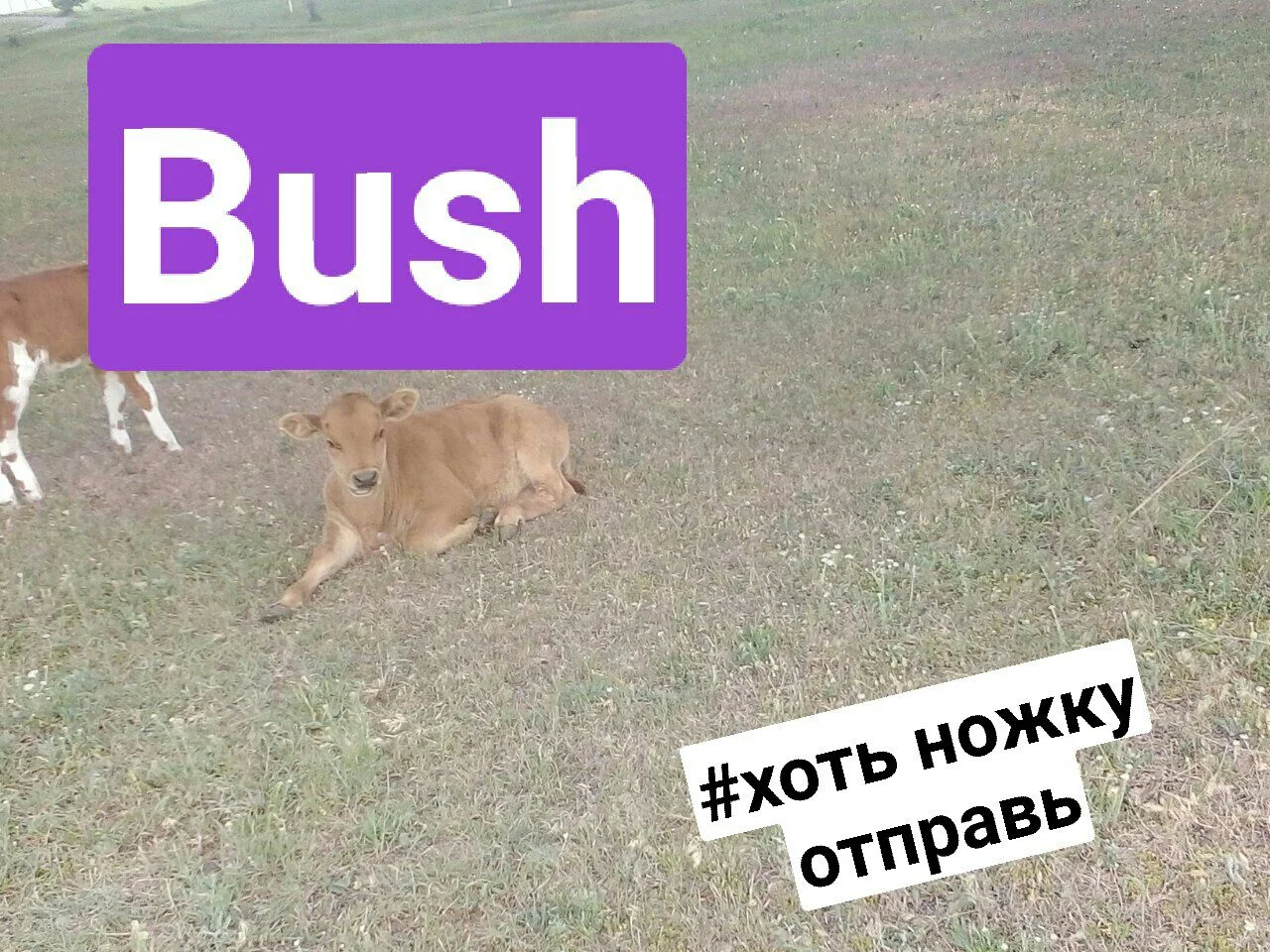 1752019719431.webp