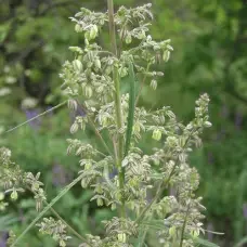 1757889230098-webp.15596