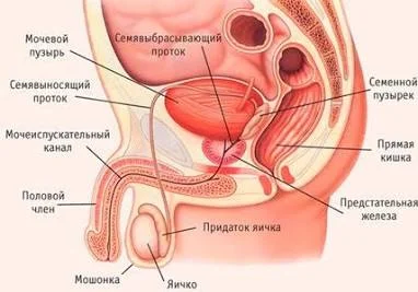 Что такое простата?