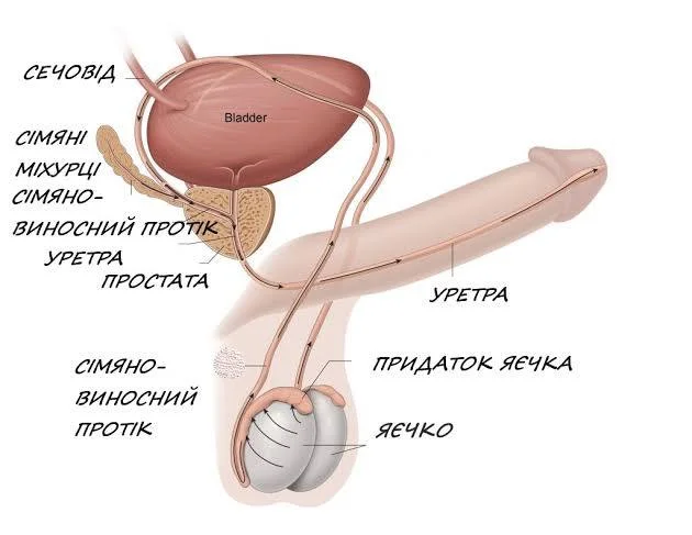 Що таке PSA? Простат-специфічний антиген (PSA) - Лікар ...