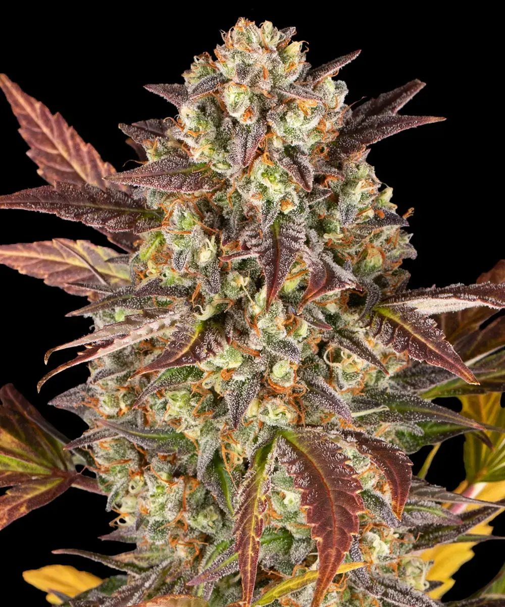 __amnesia-haze-auto_circle_new_21_124390.webp