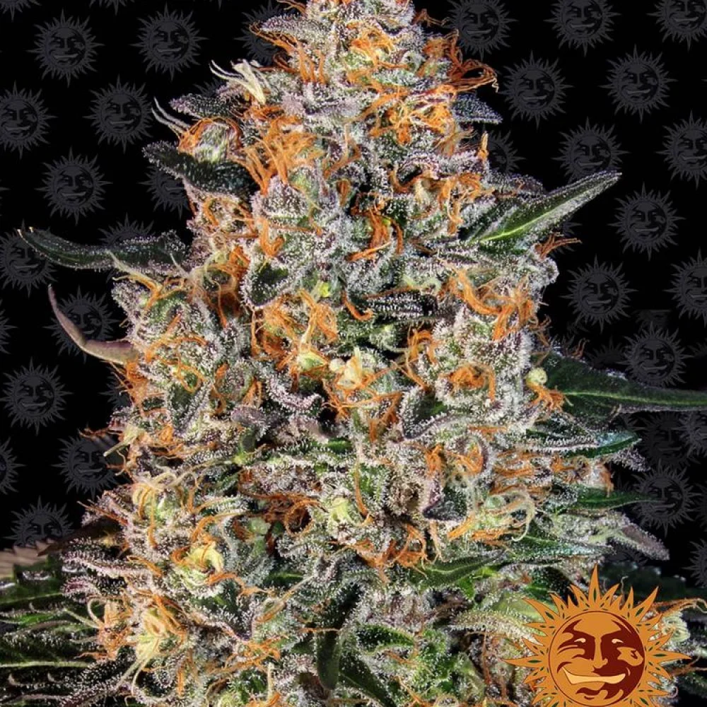 __bubba-kush_circle_new_21_666967-1708958132-1000x1000.webp