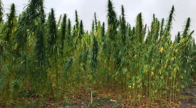 АГРОТРЕЙД собрала техническую коноплю на Черниговщине.webp