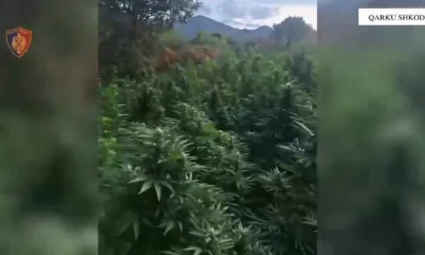 Албания конопля.webp