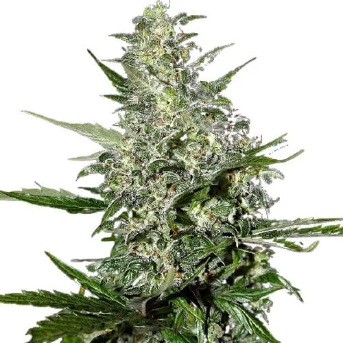auto-super-critical-power-seeds.webp