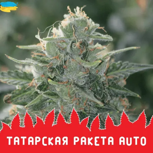 auto-tatarskaya-raketa-semena.webp