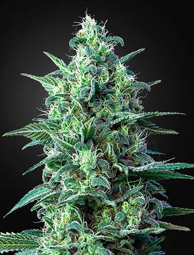 auto-white-widow-regular.webp