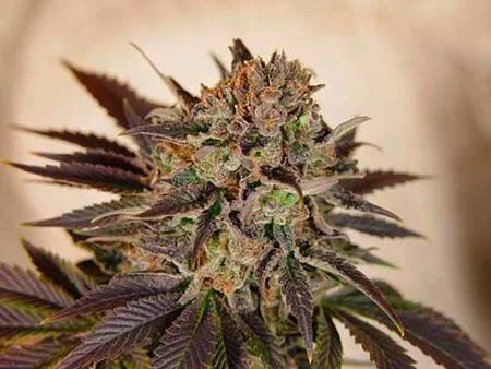 banana-sherbet-strain_1.webp