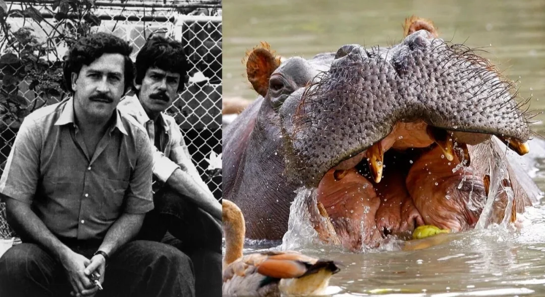 бегемот кокаин.webp