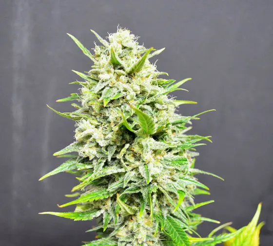 big-skunk-auto-web.webp