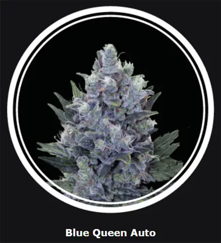 blue-queen-auto.webp