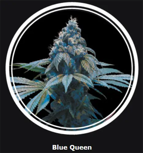 blue-queen.webp