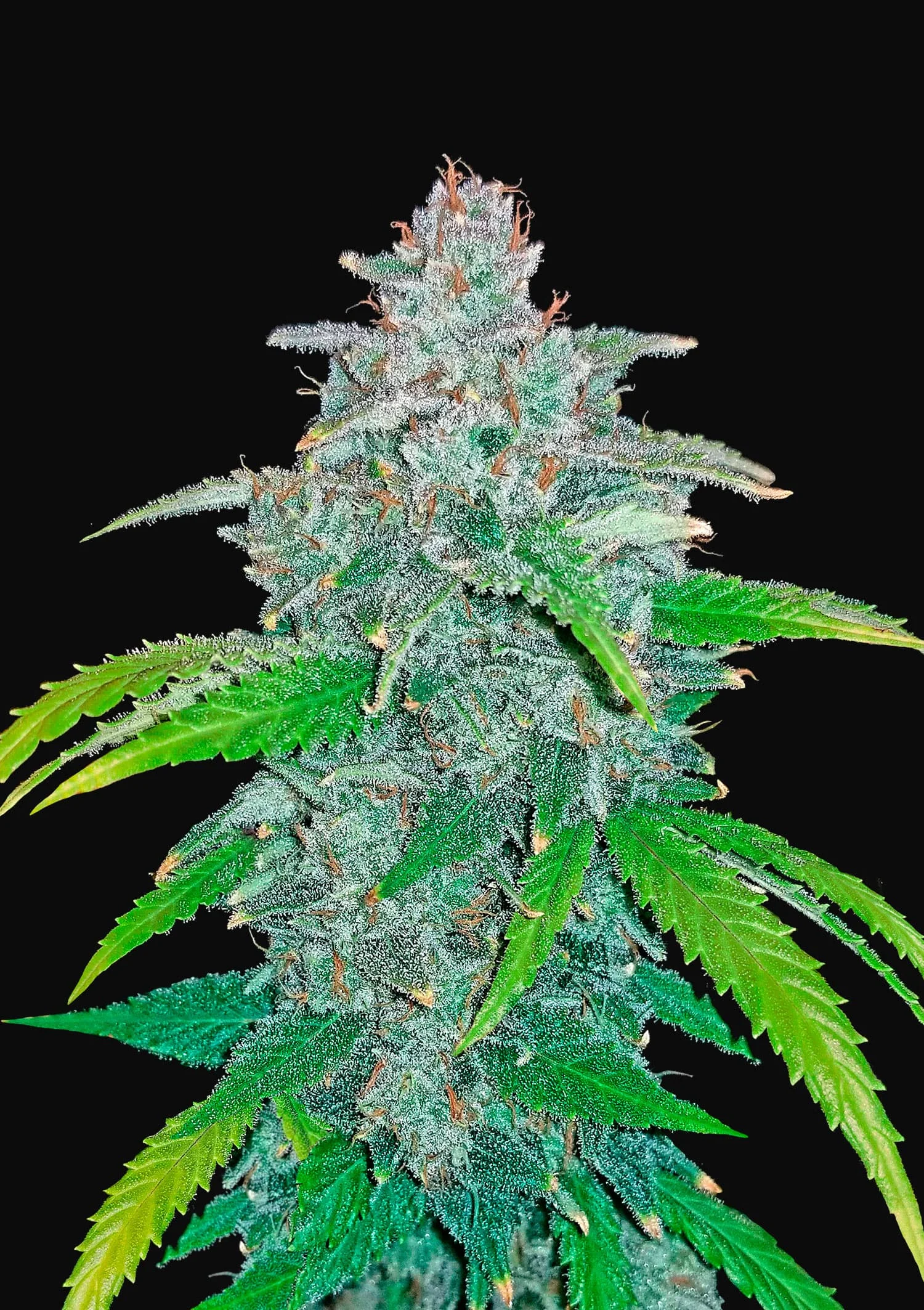 blue_dream-auto.webp