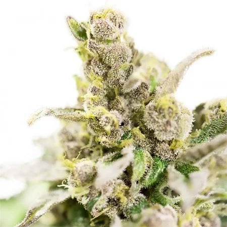 Buy-Thai-Feminized-Marijuana-Seeds.webp