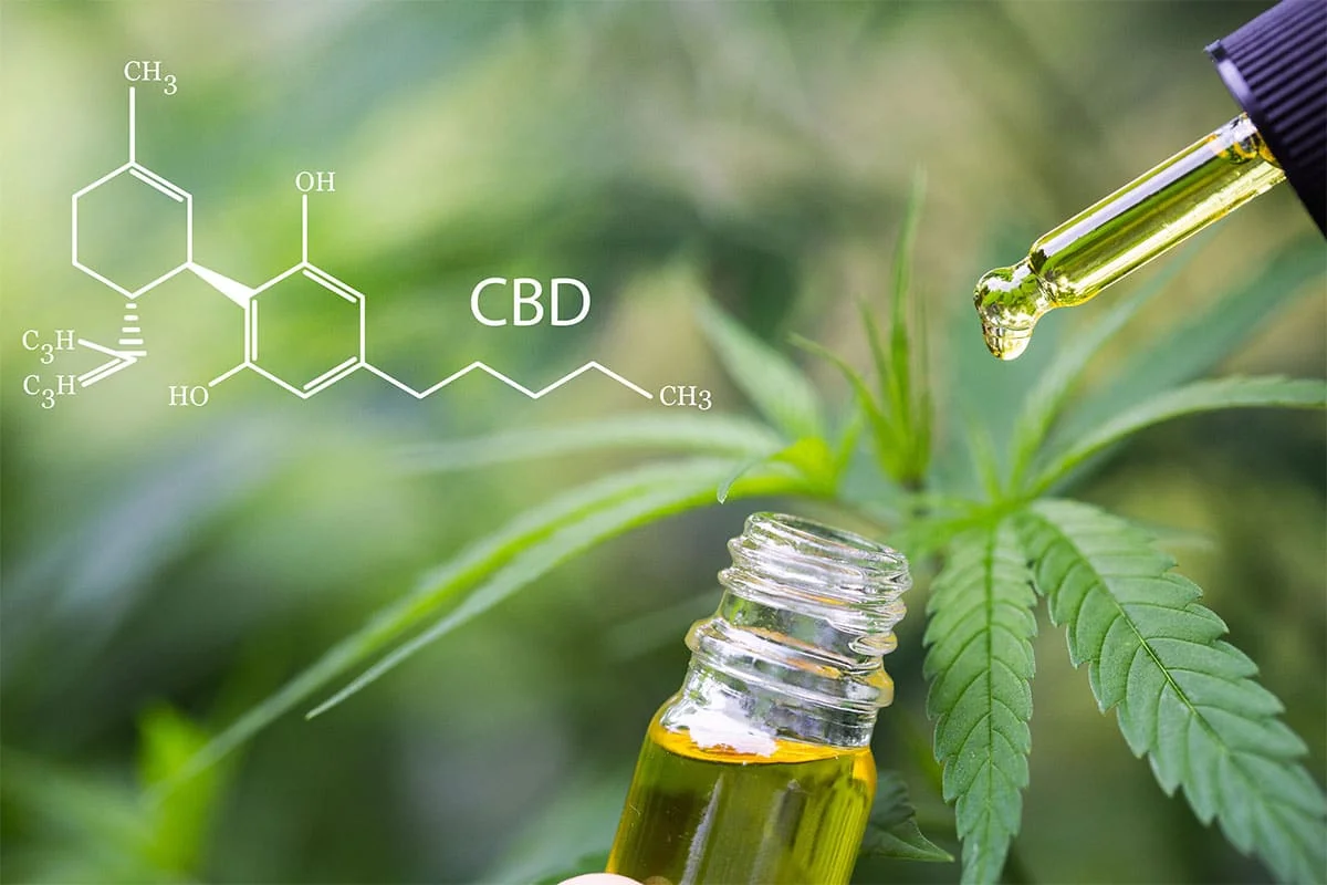 cbd oil.webp