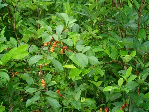 coca_plant.webp
