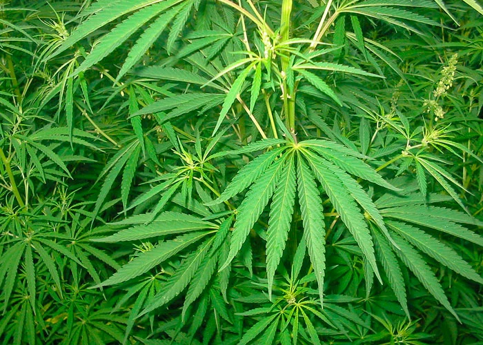 дикая конопля.webp