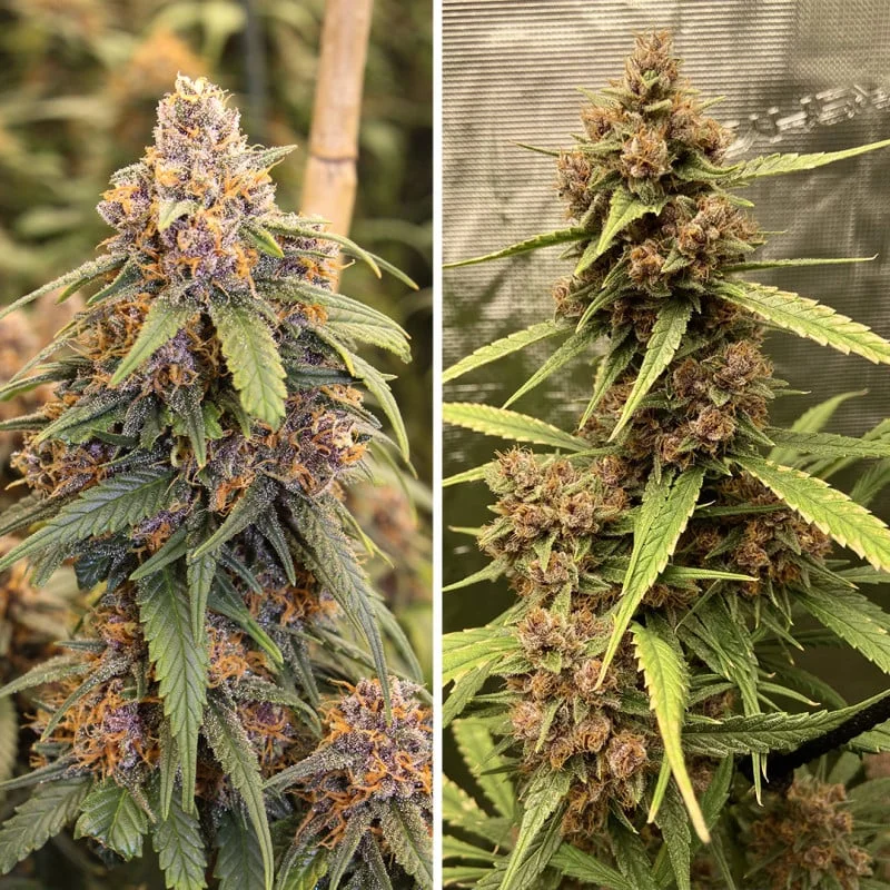 durban-poison.webp