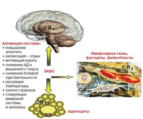 Эндоканнобиноиды и метаболизм.webp