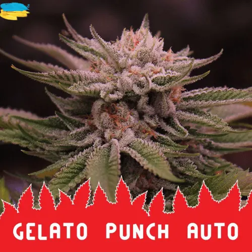 gelato-punch-auto-semena.webp
