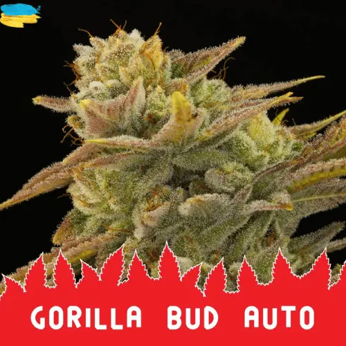 gorilla-bud-auto-semena.webp