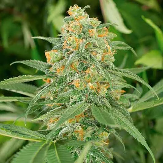 green-crack_3.webp