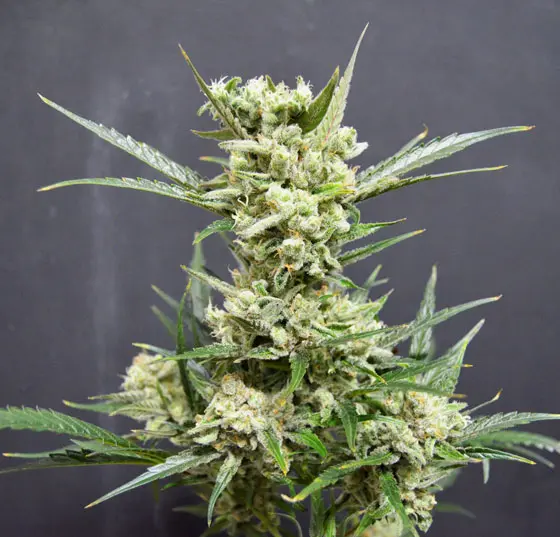 haze-auto-web.webp