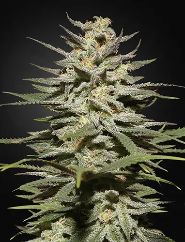 haze.webp