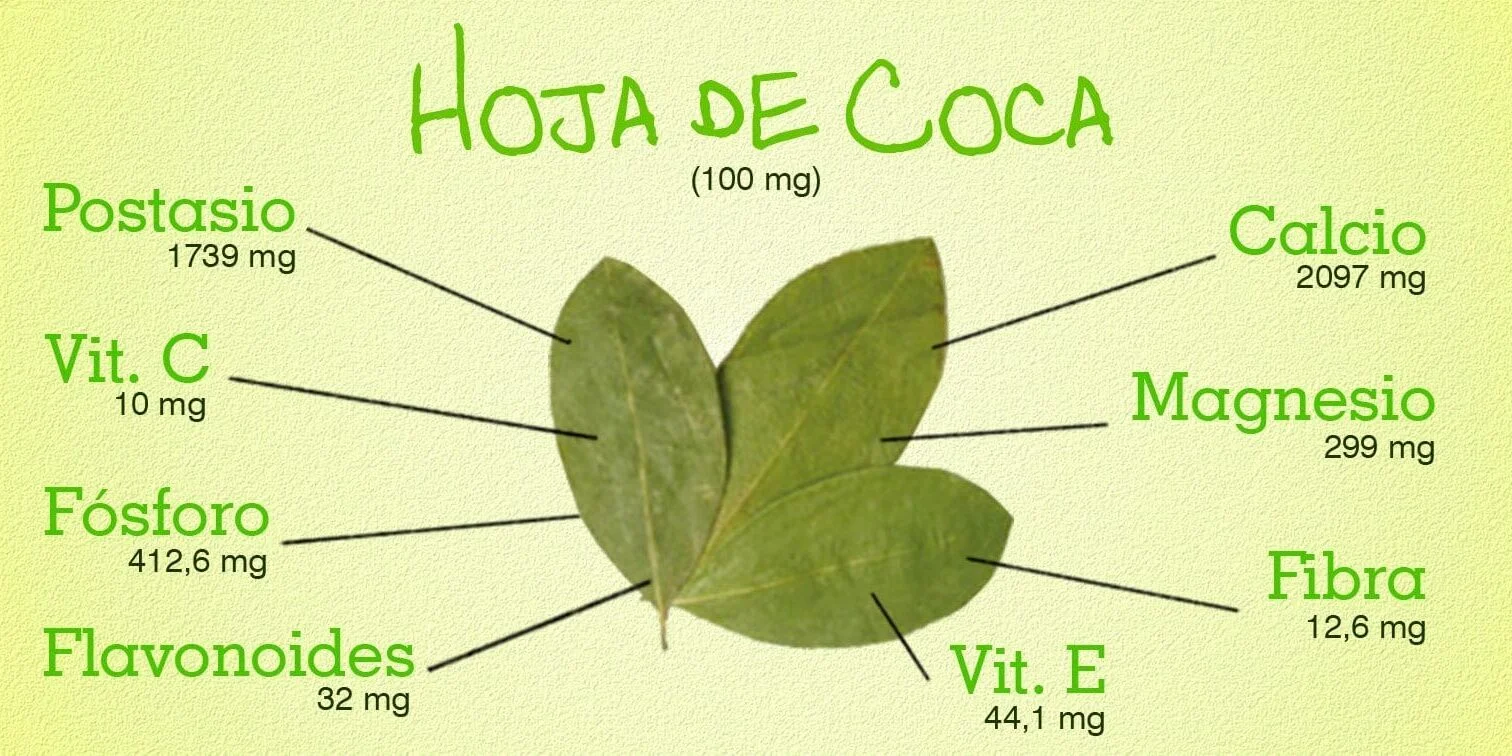 hoja_de_coca_valor_nutricional-1512x756.webp