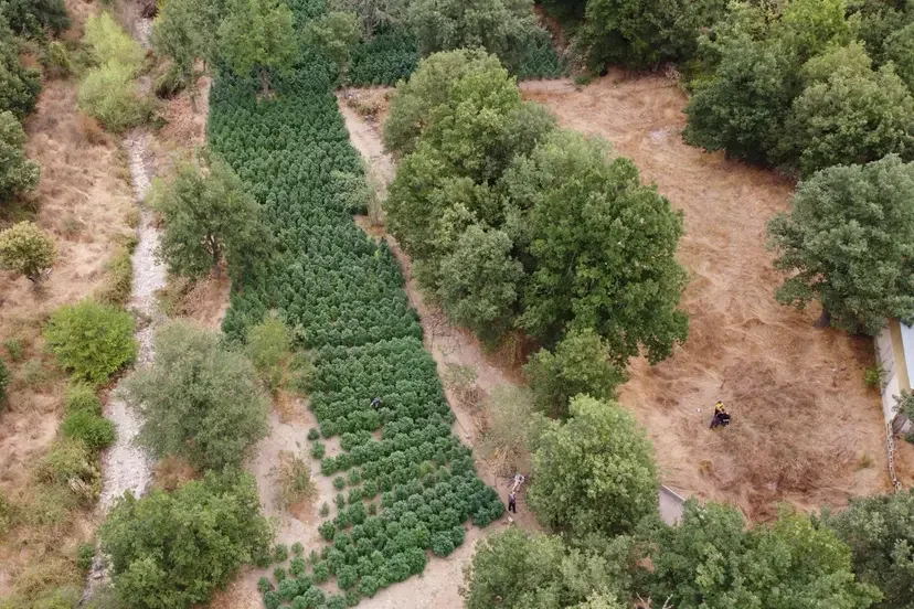 каннабис сардиния.webp