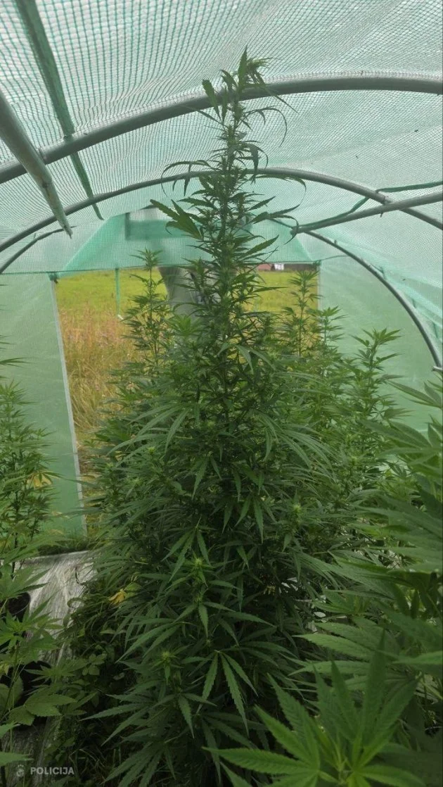 каннабис в латвии.webp