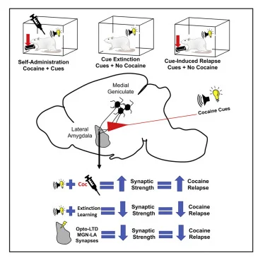 кокаин мыши.webp