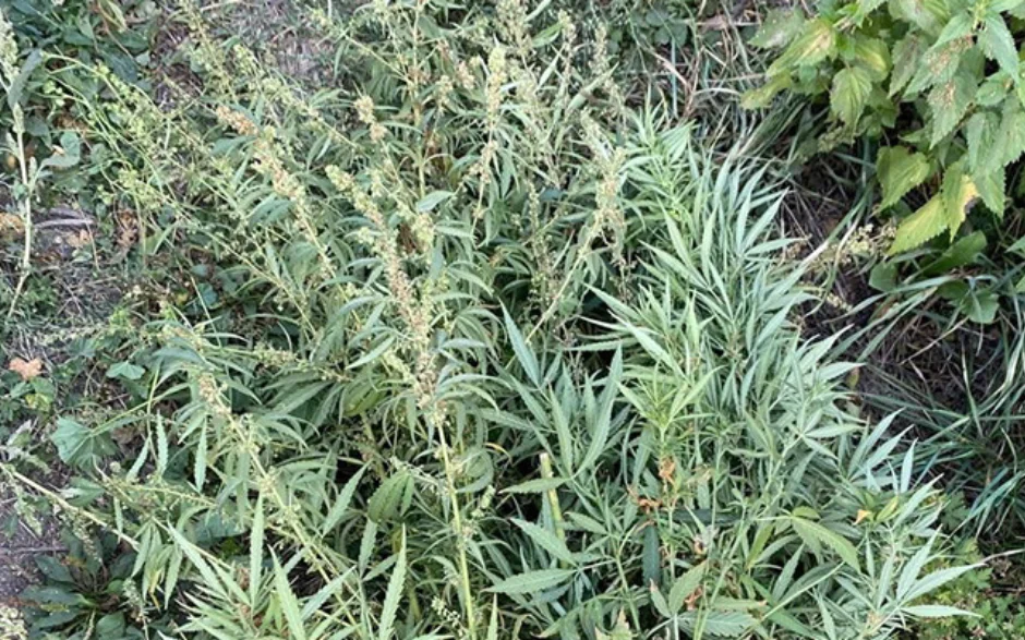 konop080925 (1).webp