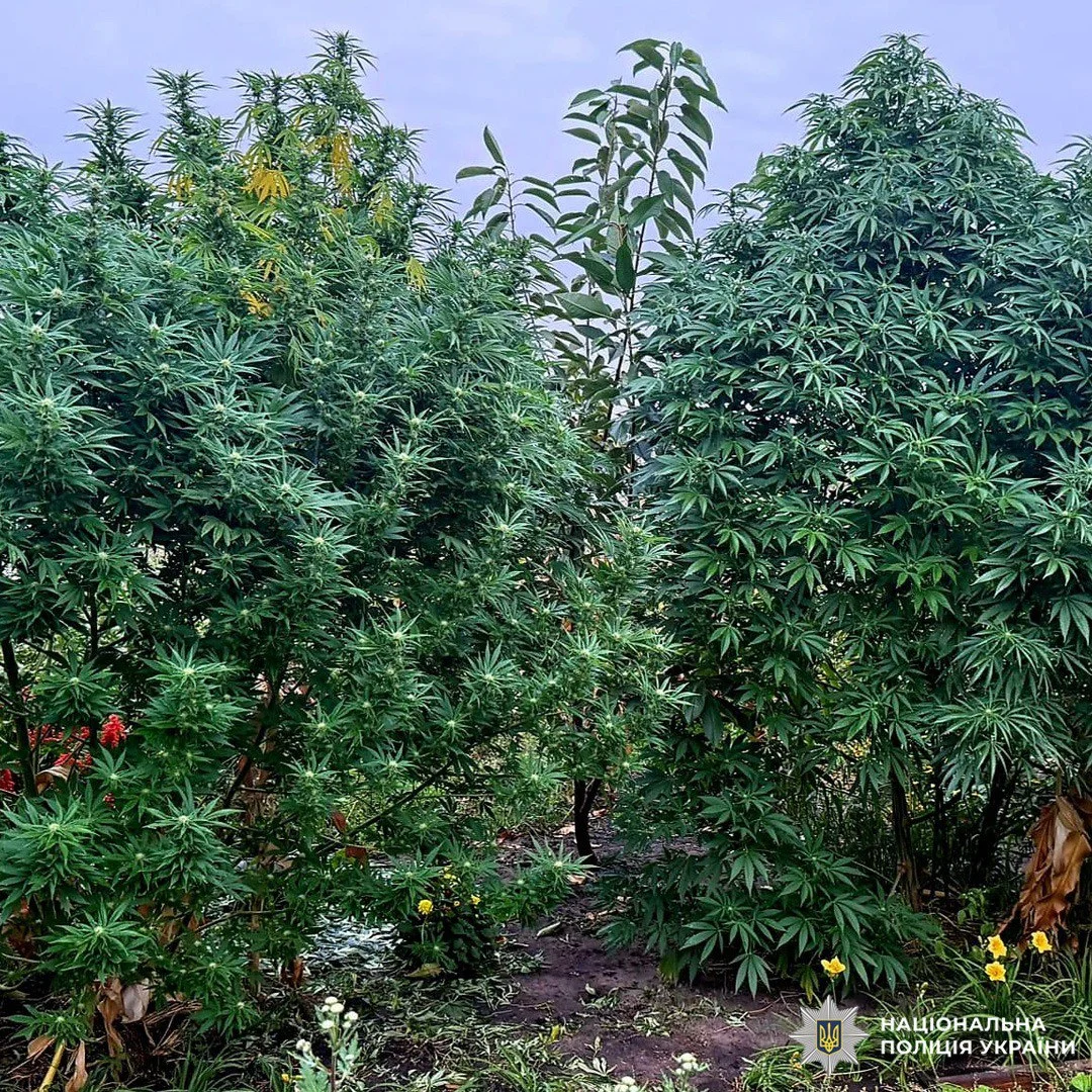 конопля чугуев.webp