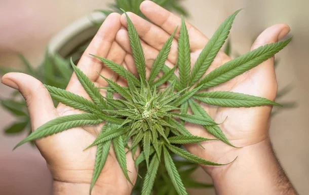 конопля климат.webp