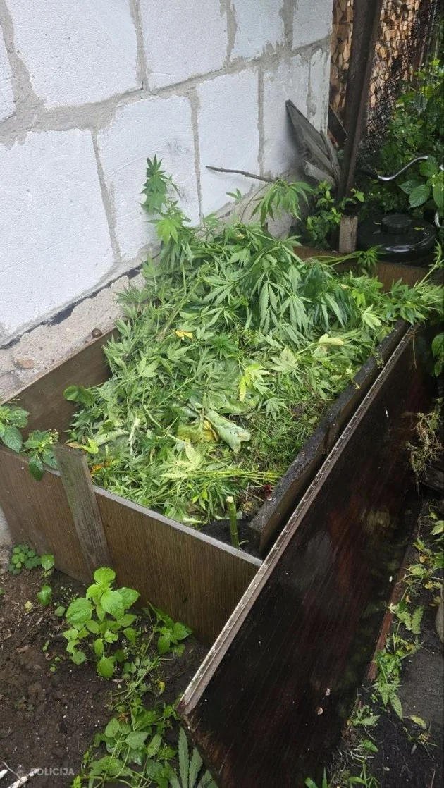 конопля рига.webp