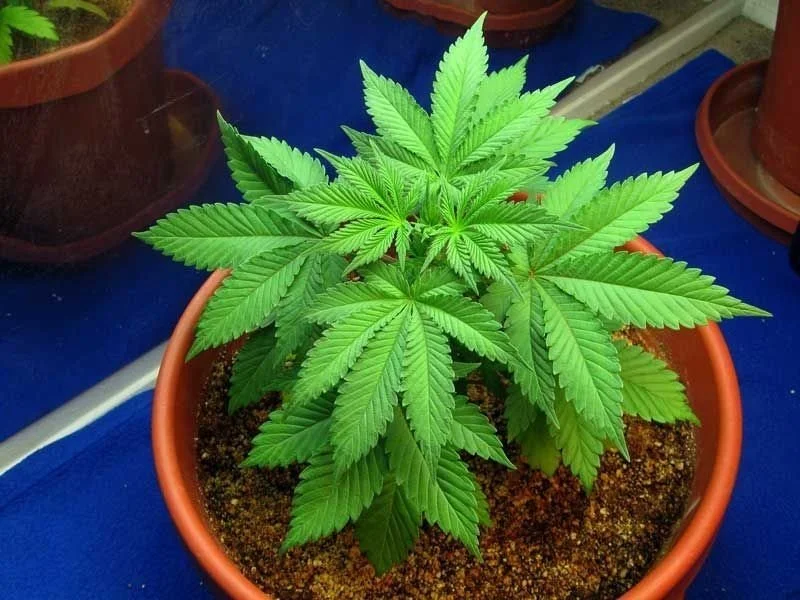 конопля трава шмаль.webp