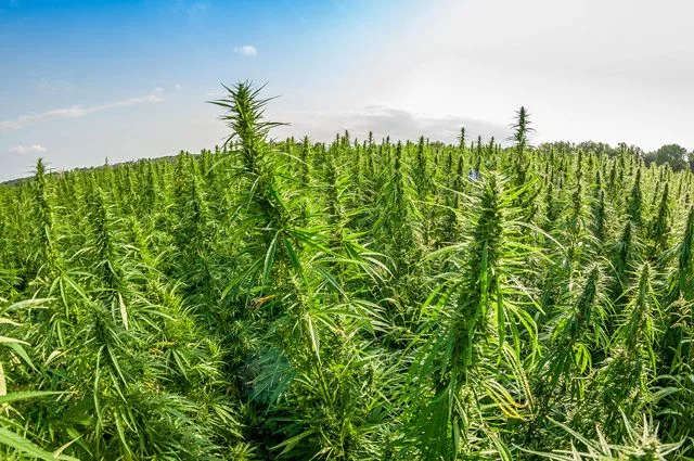 конопля.webp