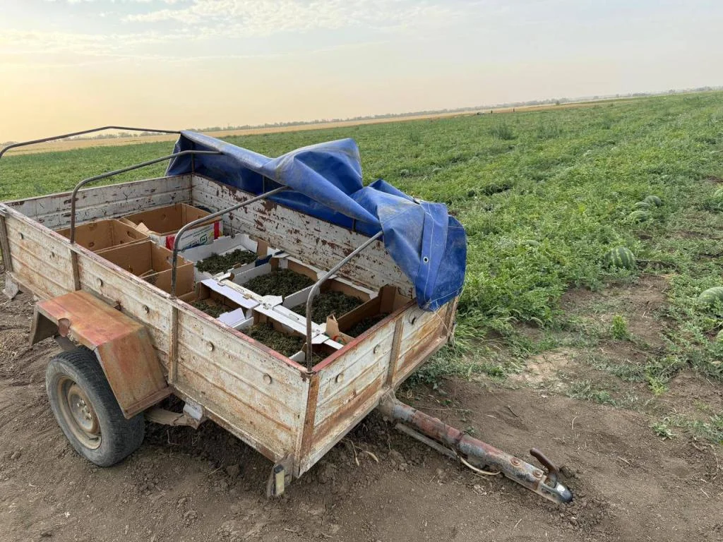 крым марихуана новости.webp