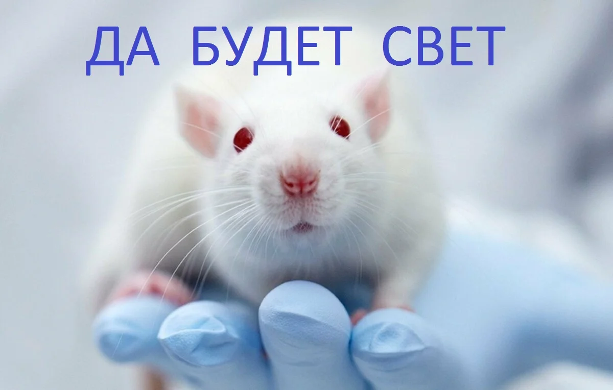 крысы исследования.webp