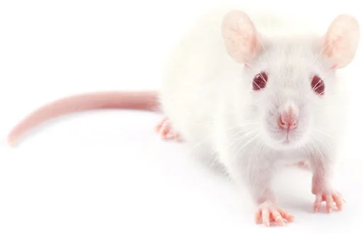 крысы лабораторные.webp