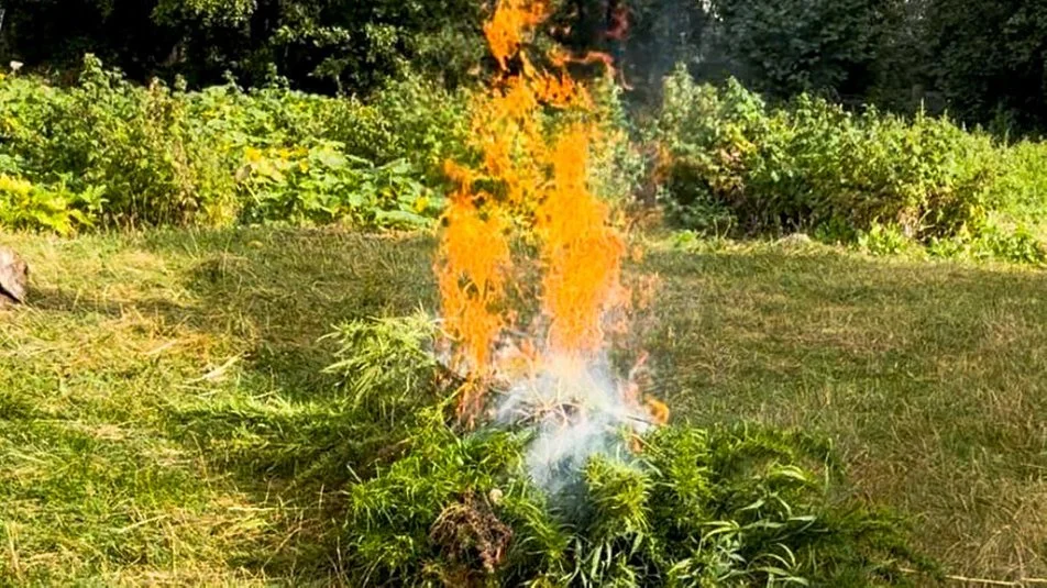 Кусты конопли, которые нашли у жителя Ровенщины, сожгли — полиция.webp