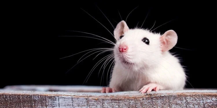 lab-rat-750x375.webp