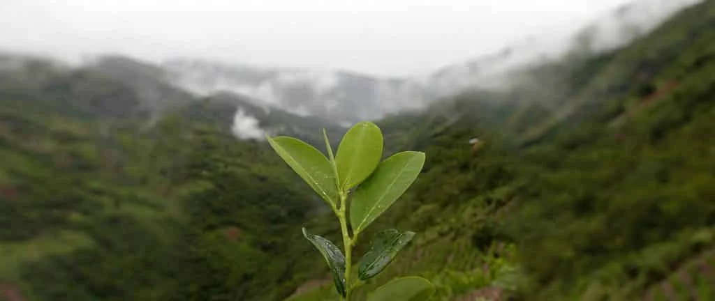 leaves_background-1024x432.webp