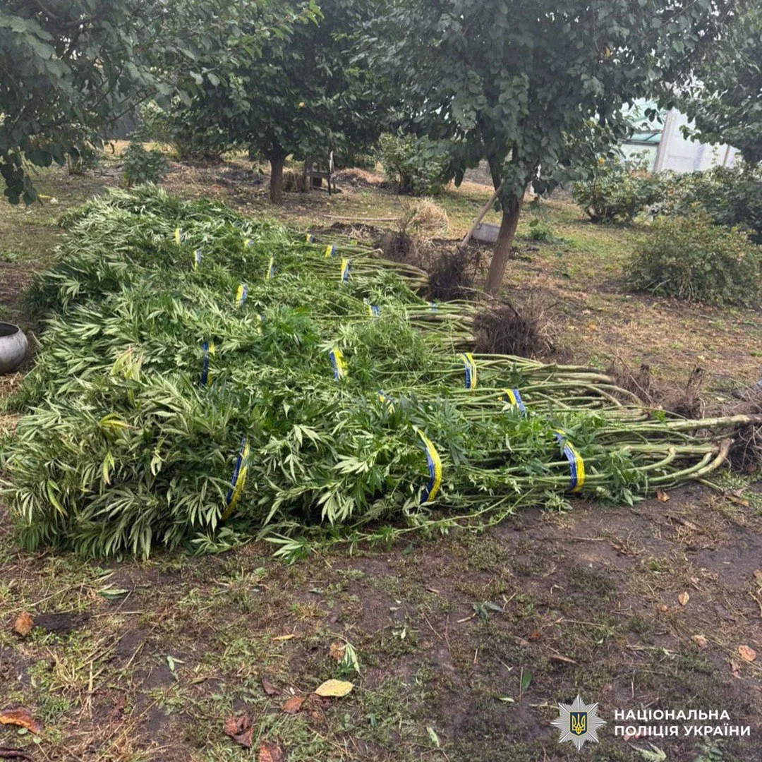 марихуана в украине.webp