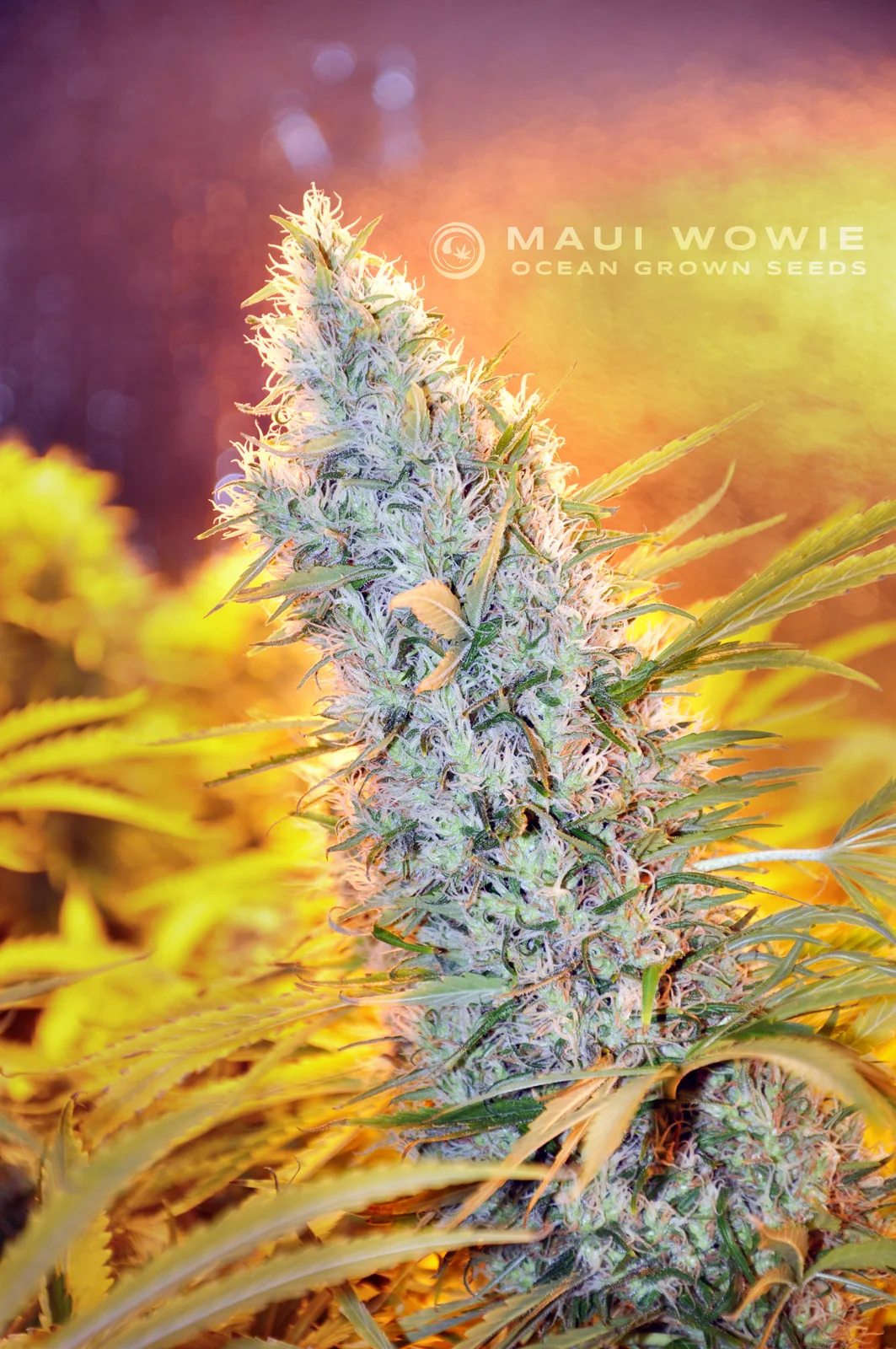 maui-wowie-02-1.webp