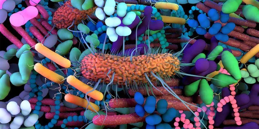 микробиом кишечника 1.webp