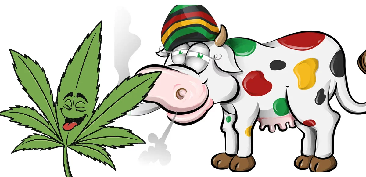 Молоко с ТГК парное с под коровки.webp