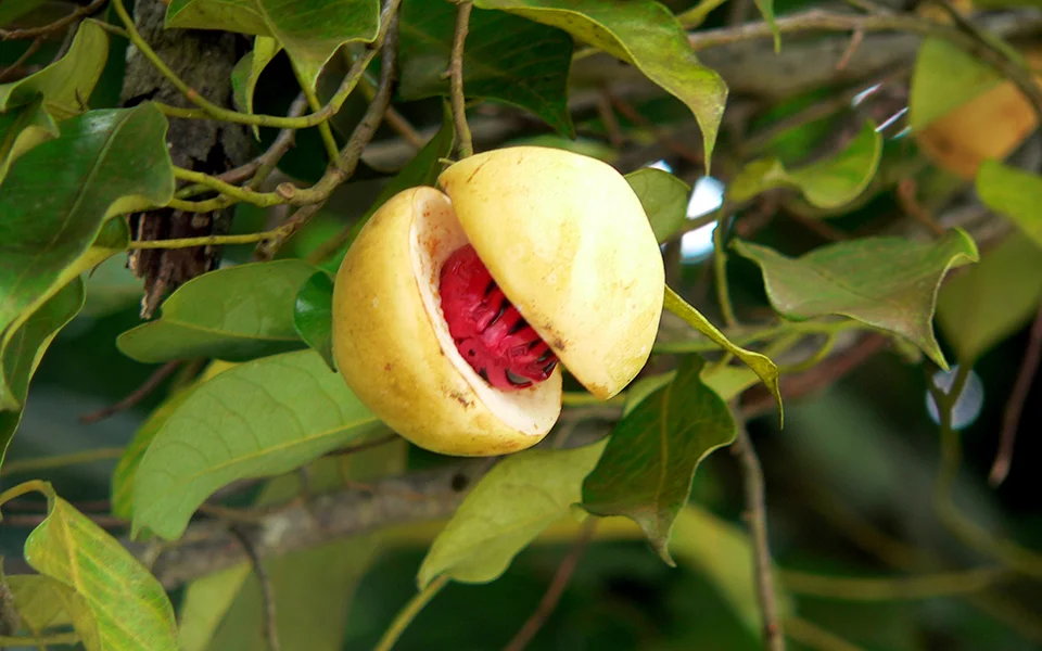 мускатный орех.webp