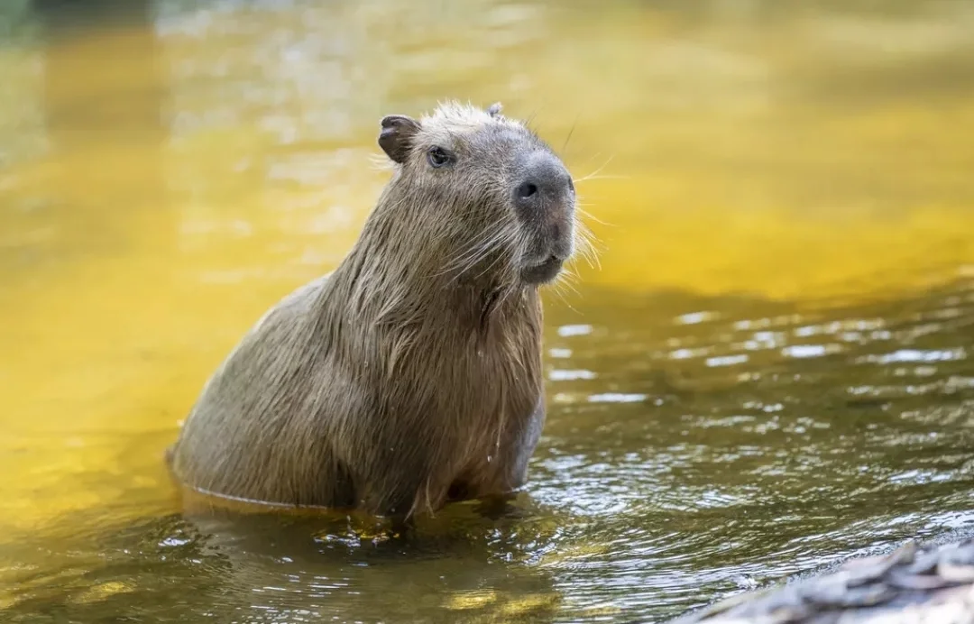 наркотики животные.webp